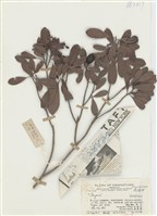 藏品(楊梅)的圖片